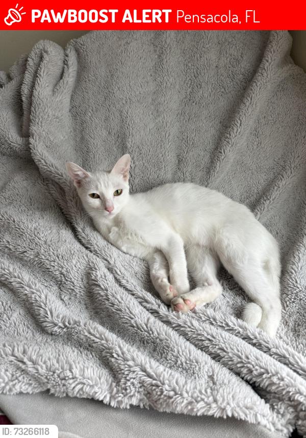 🚨 Kitty was LOST August 1, 2026 in Pensacola, FL 32501 near 17th
