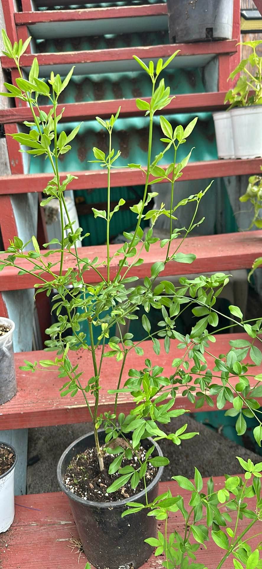Jasmine Plants for sale in San Francisco, California | Facebook