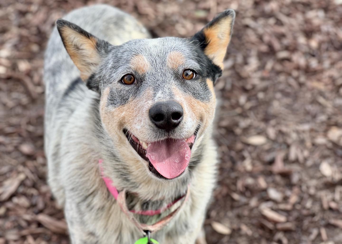 Friends of AFV - UPDATE -ADOPTED!! ️ Hey Jolene! 💗 She is... | Facebook