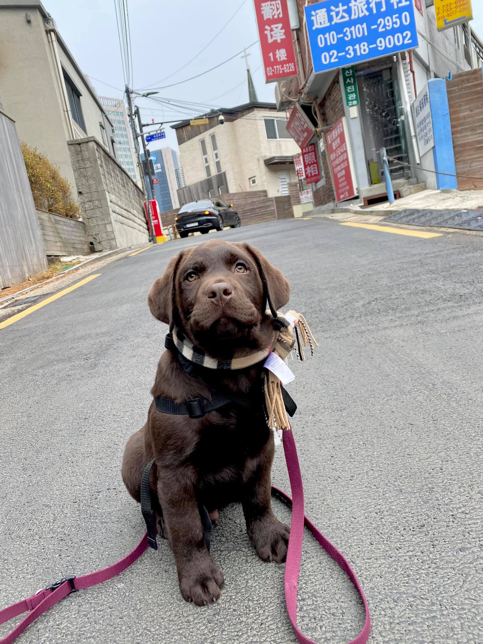 หน้าบ้าน พ่อลีมินโฮ คร๊าฟ 🐕‍🦺👋🏻... - Dobby Bambii labrador