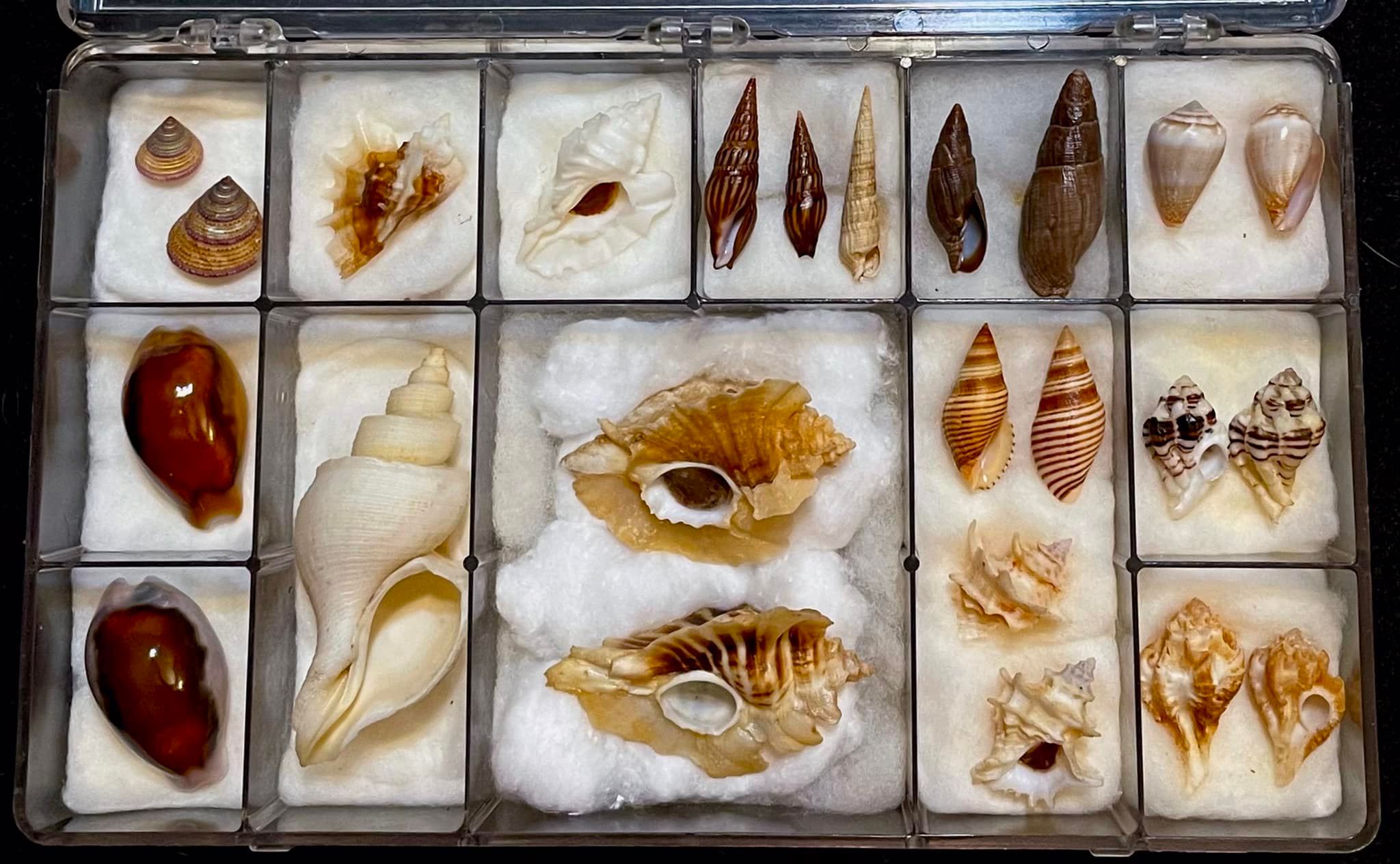 Sea shells from Western Pacific, Hawaii, California, and Florida