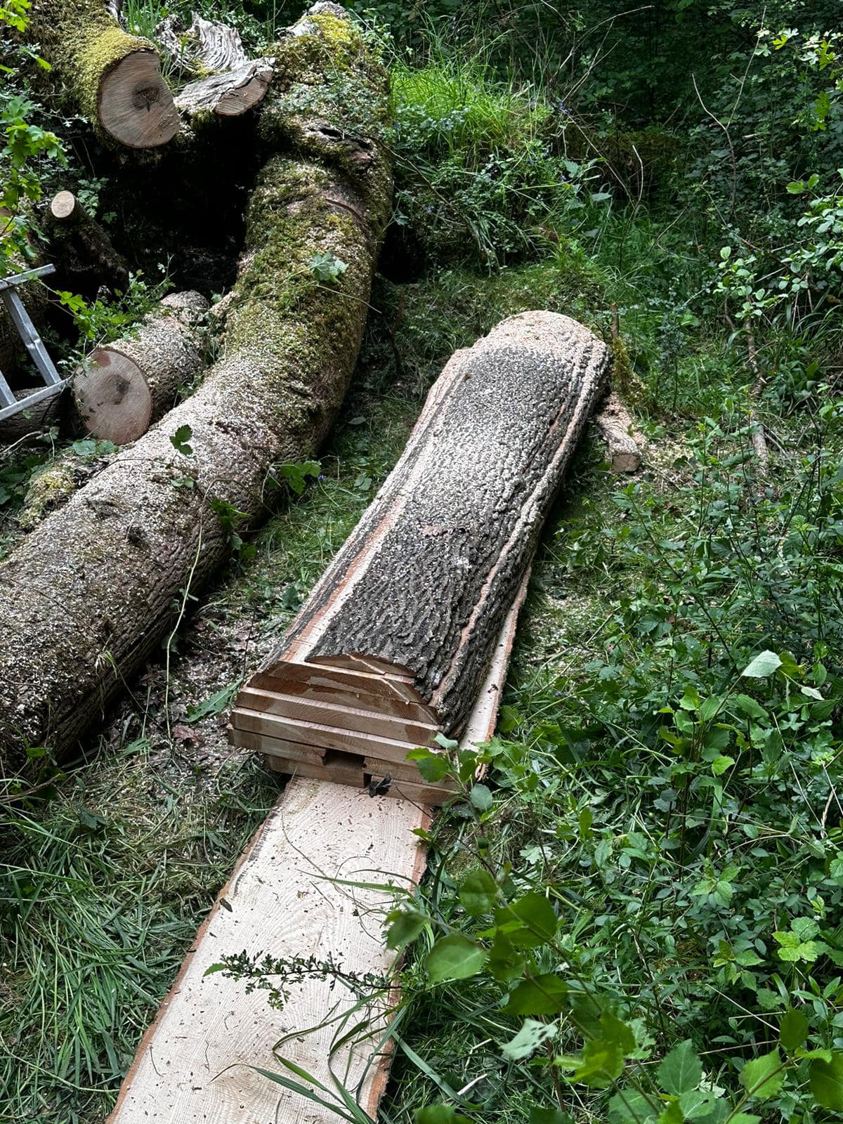 A F Harris Tree Services | Trowbridge