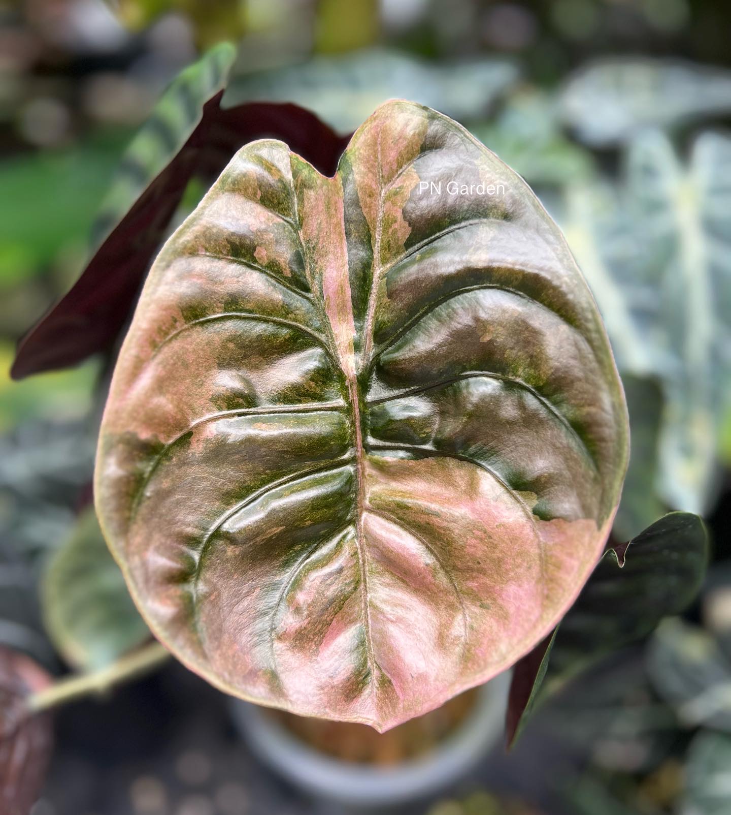 Alocasia Cuprea Pink Variegated ? ———————————— For more 
