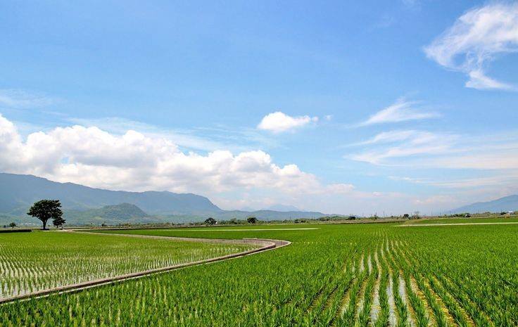 Go2taiwan - [ Eat in Taiwan ] Chihshang: Supreme Rice...