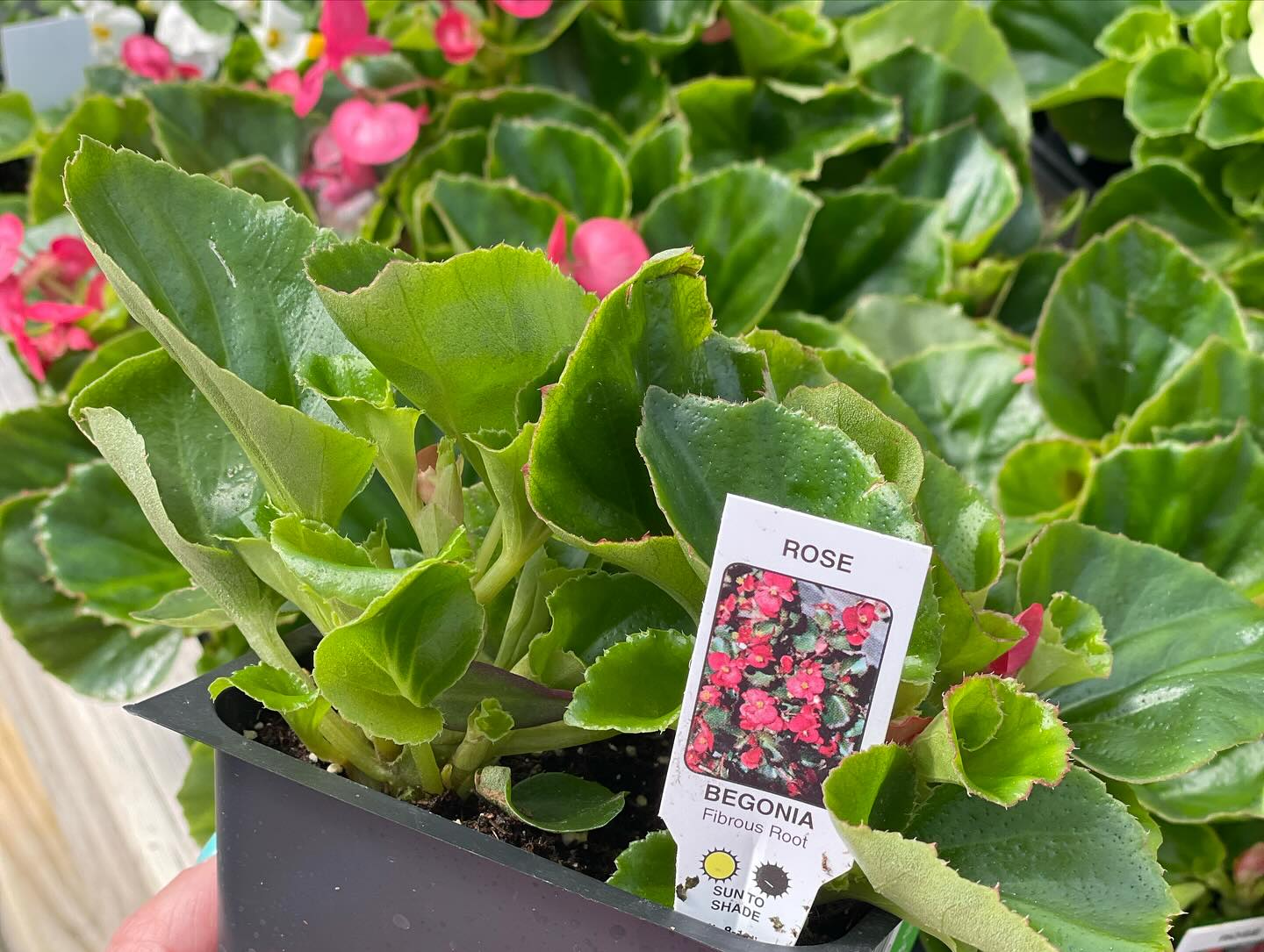 Redefined Roots Garden & Greenhouse