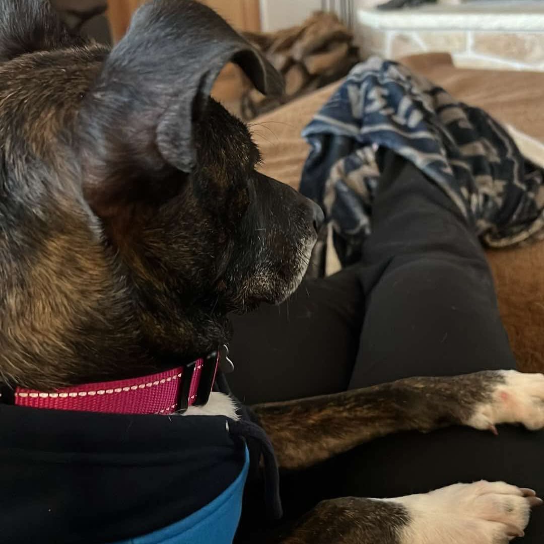 Strong Paws Rescue added a new photo... - Strong Paws Rescue