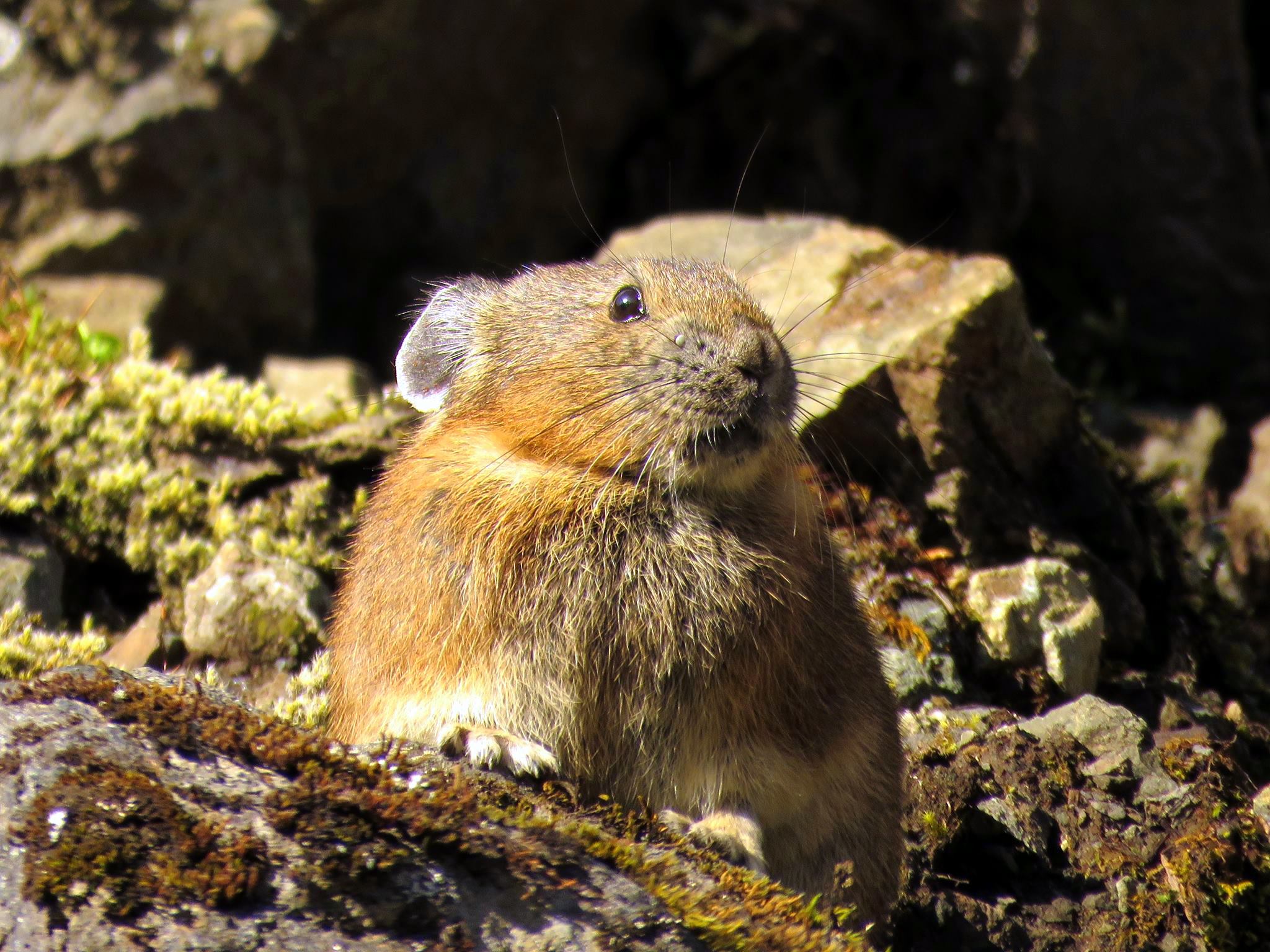 Visit - Have you ever seen a mighty pika along the trails? Not a ...