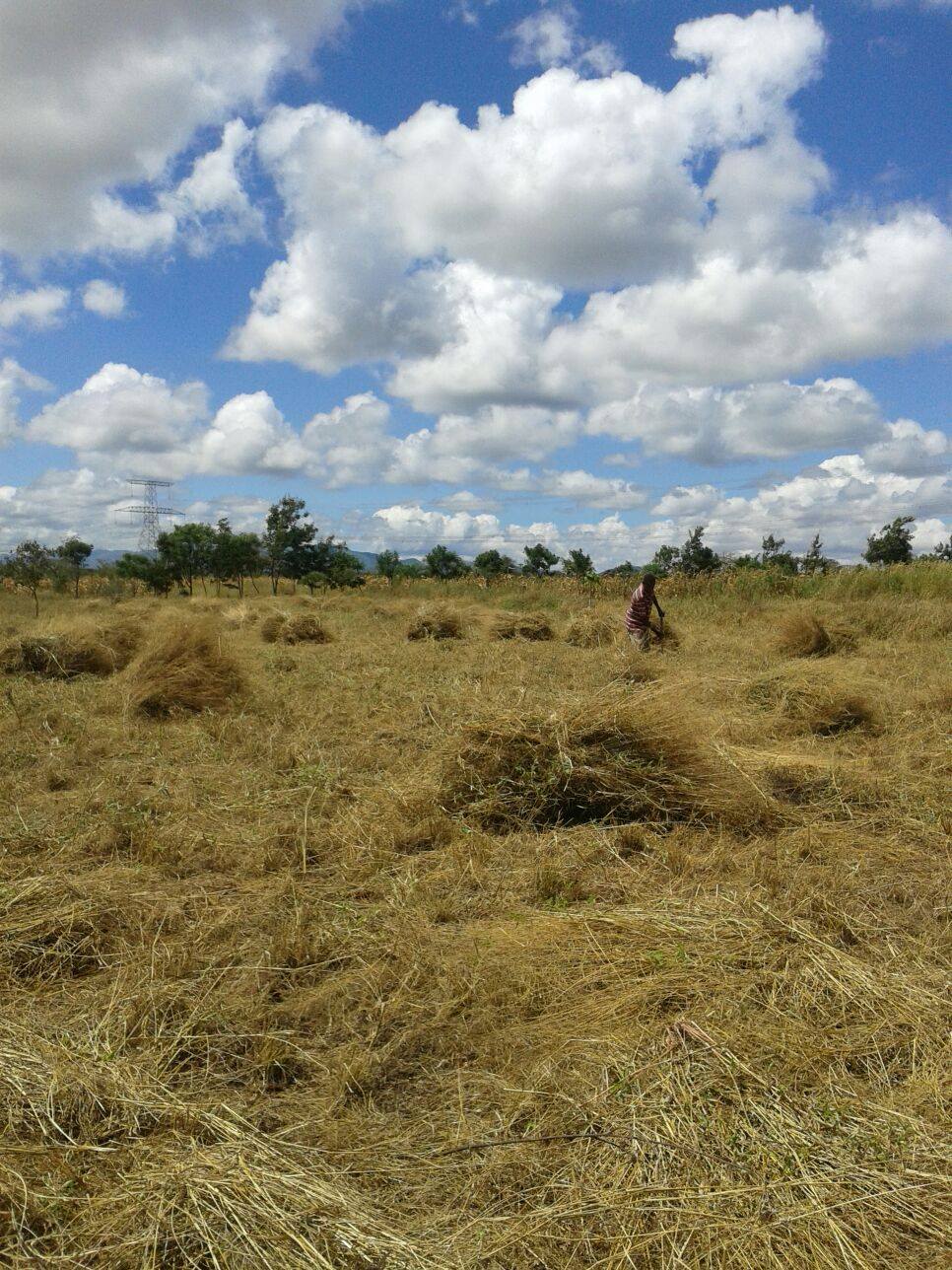 Mbusi Farm | Nairobi