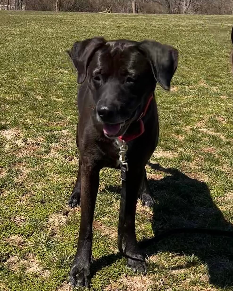 Cincinnati Lab Rescue