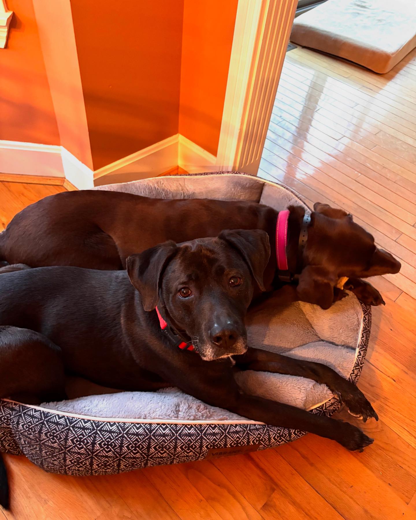 Cincinnati Lab Rescue