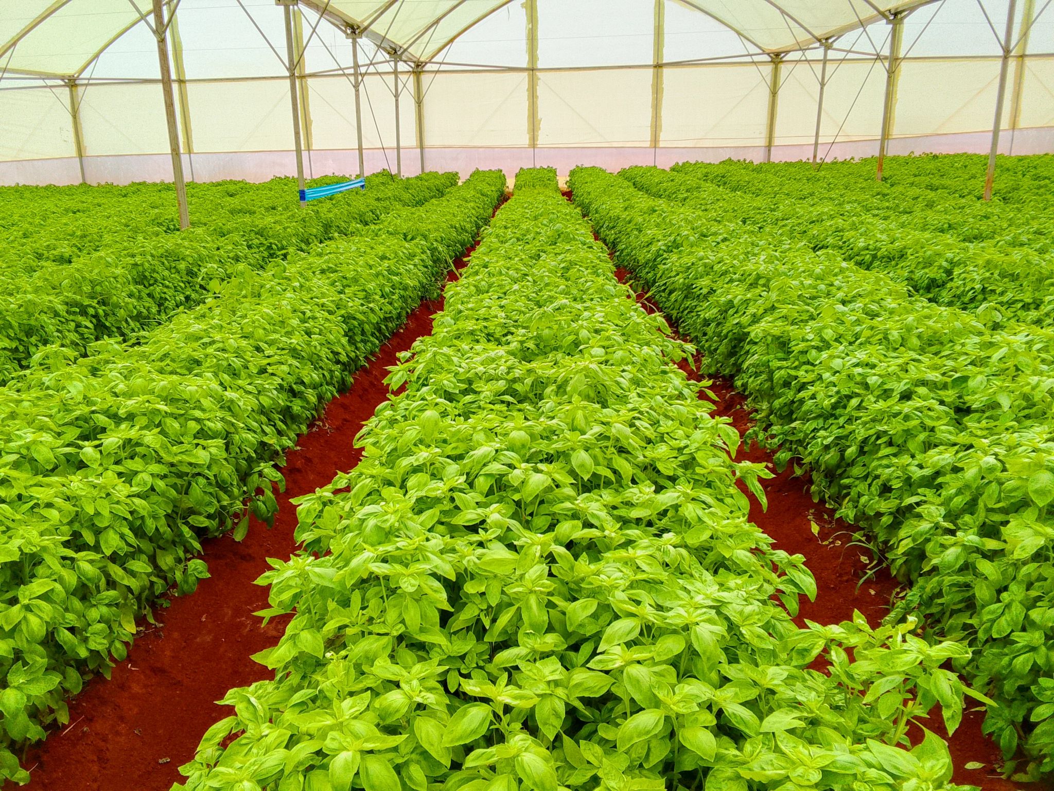 Farmers - Basil: More Than Just a Culinary Herb Basil isn't just a ...