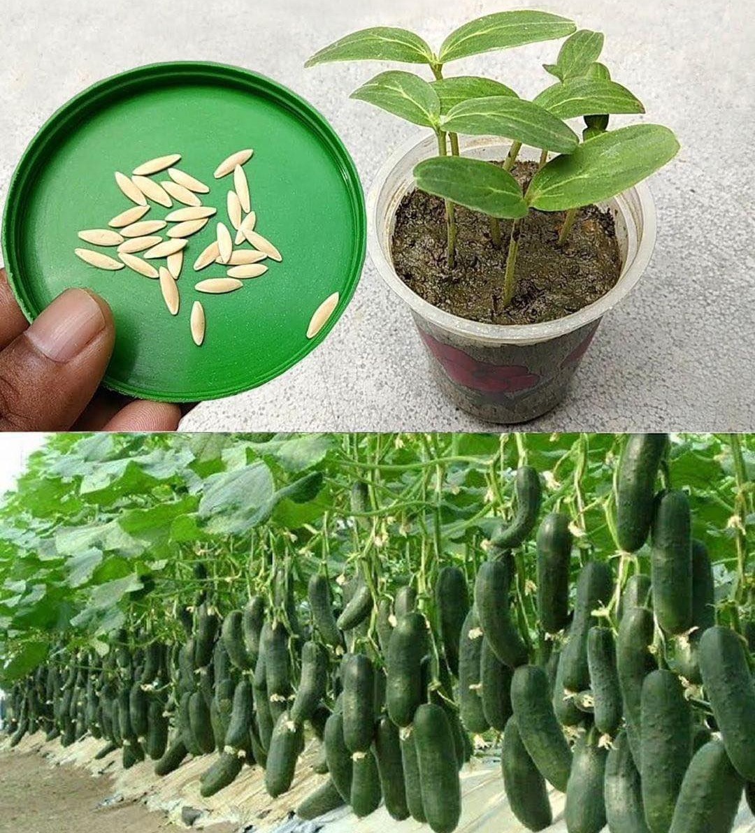 Astuces - 🌿 7 erreurs à éviter absolument lors de la plantation des ...