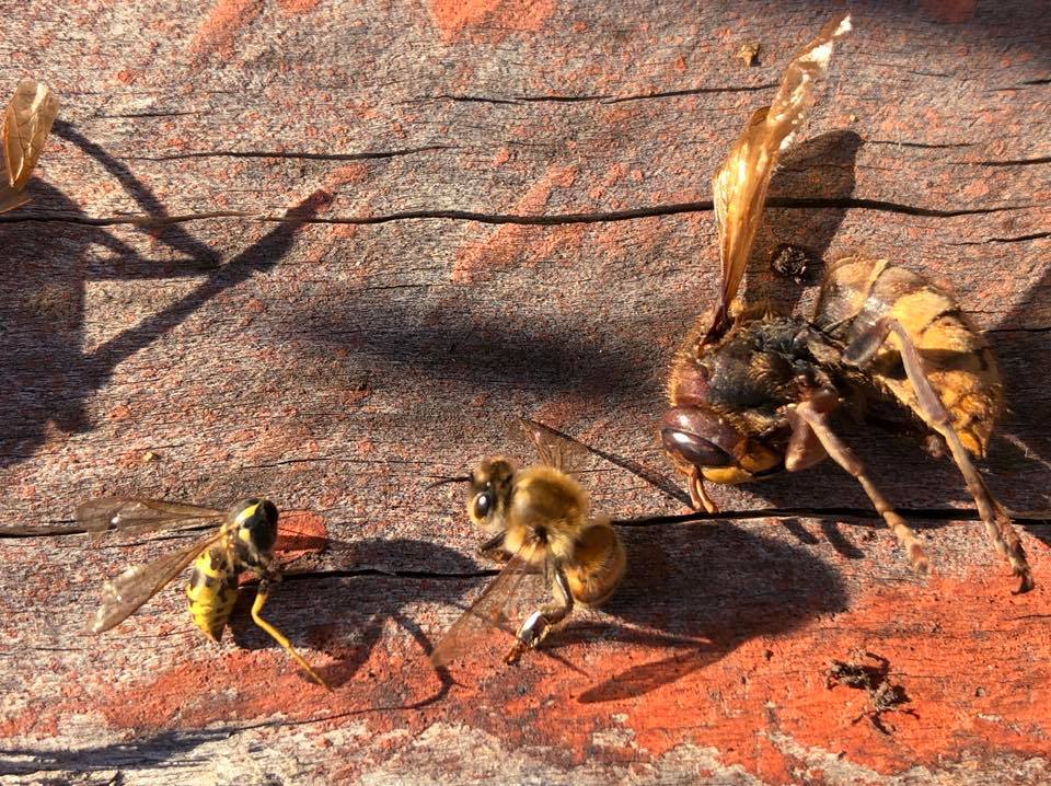 A size comparison left to right... - Bees In Schools, LLC