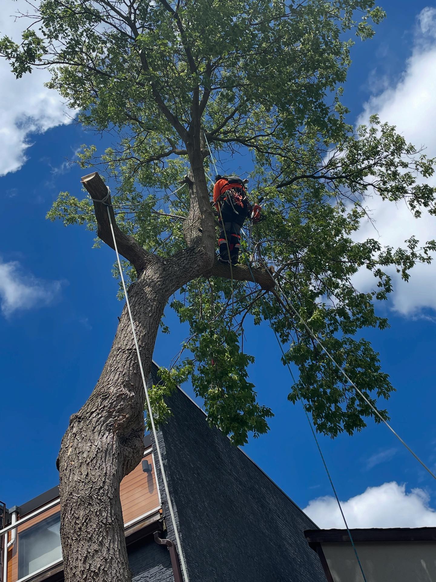 Vista Tree Management | Toronto ON