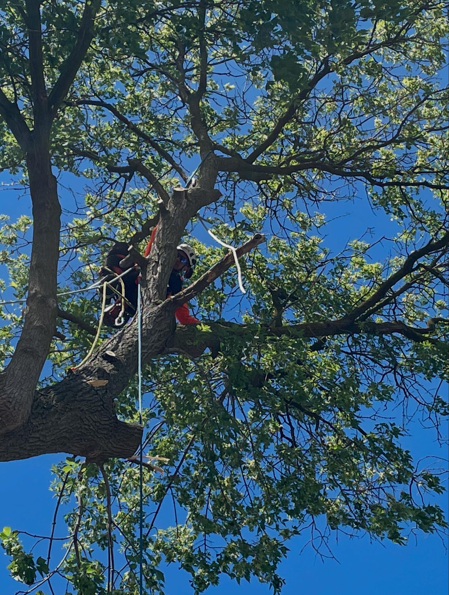 Vista Tree Management | Toronto ON