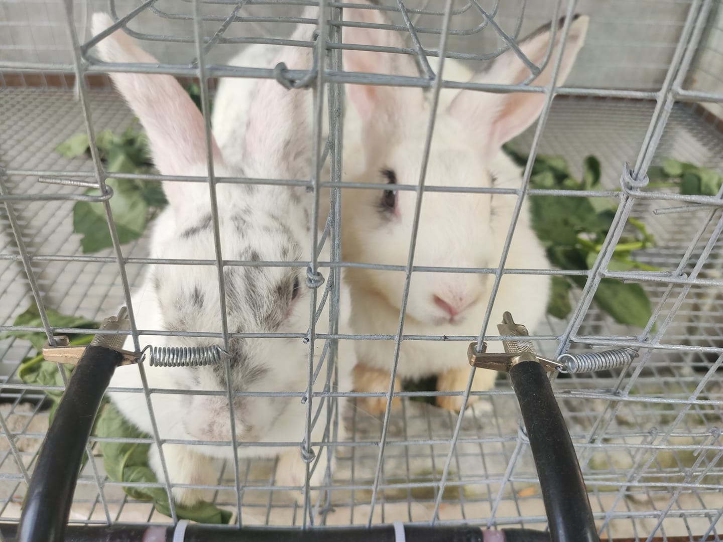 EJ Rabbitry