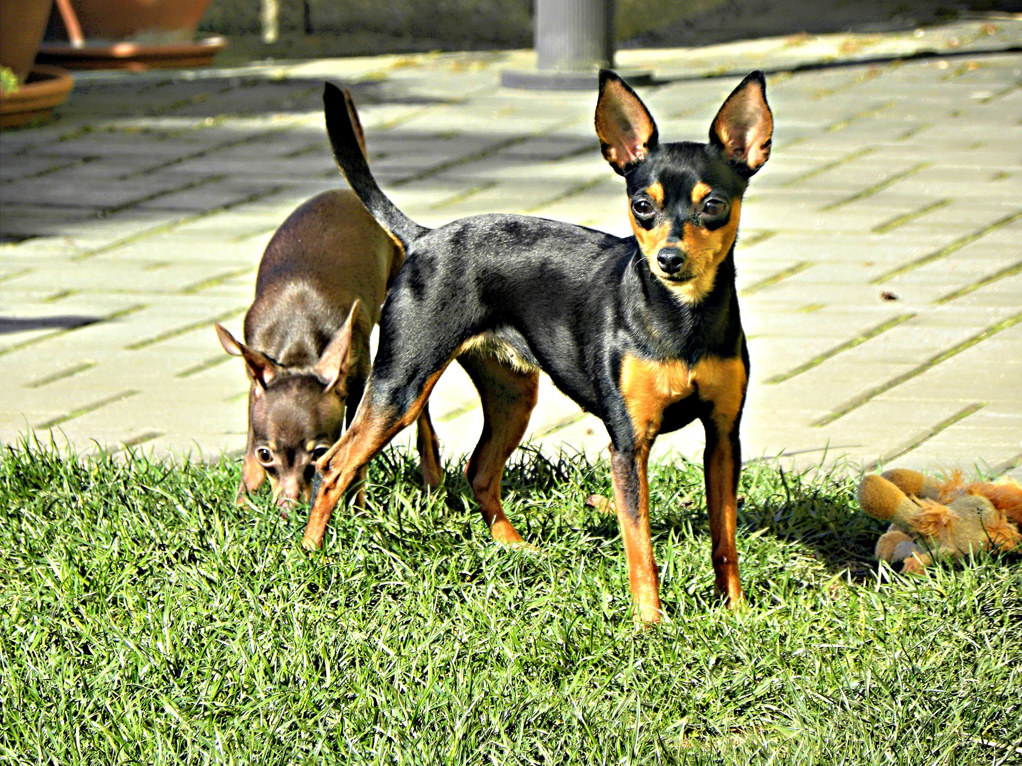Pražský krysařík/ Prague Ratter/ Prager Rattler - Royal Vera - Home