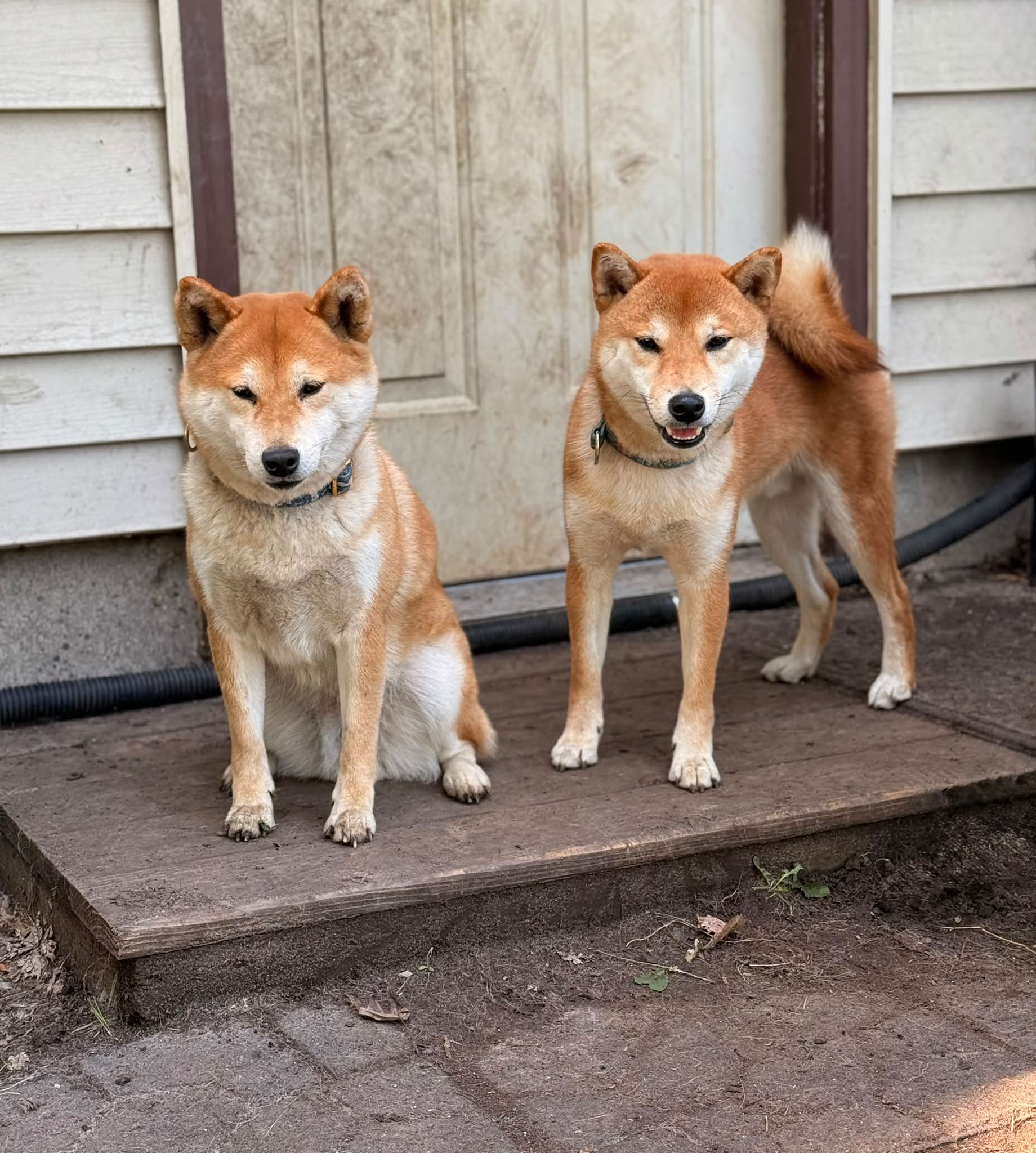 Tobitatsu Shiba Inu (@tobitatsushibainu) • Facebook