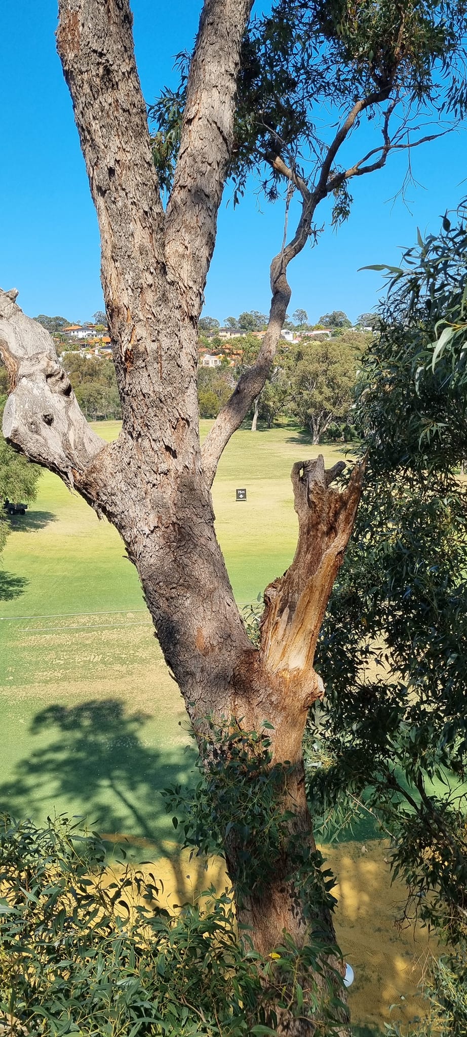 CPD Tree Services
