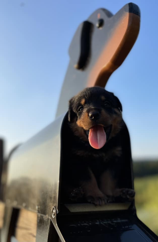 Introducing Rhonda’s Rottweiler... - Back Road Boarding
