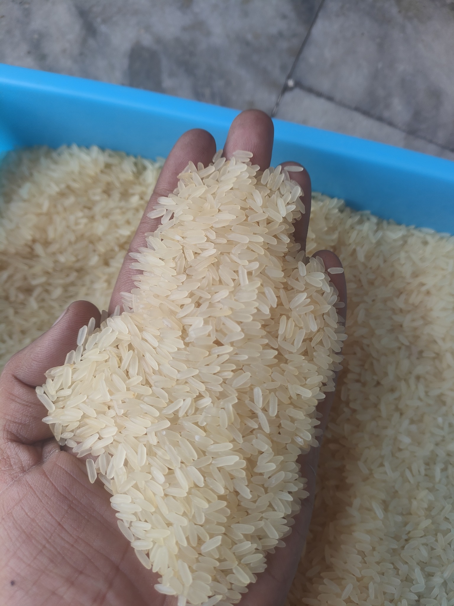 SunGold Fresh - Long Grain Rice | Delhi