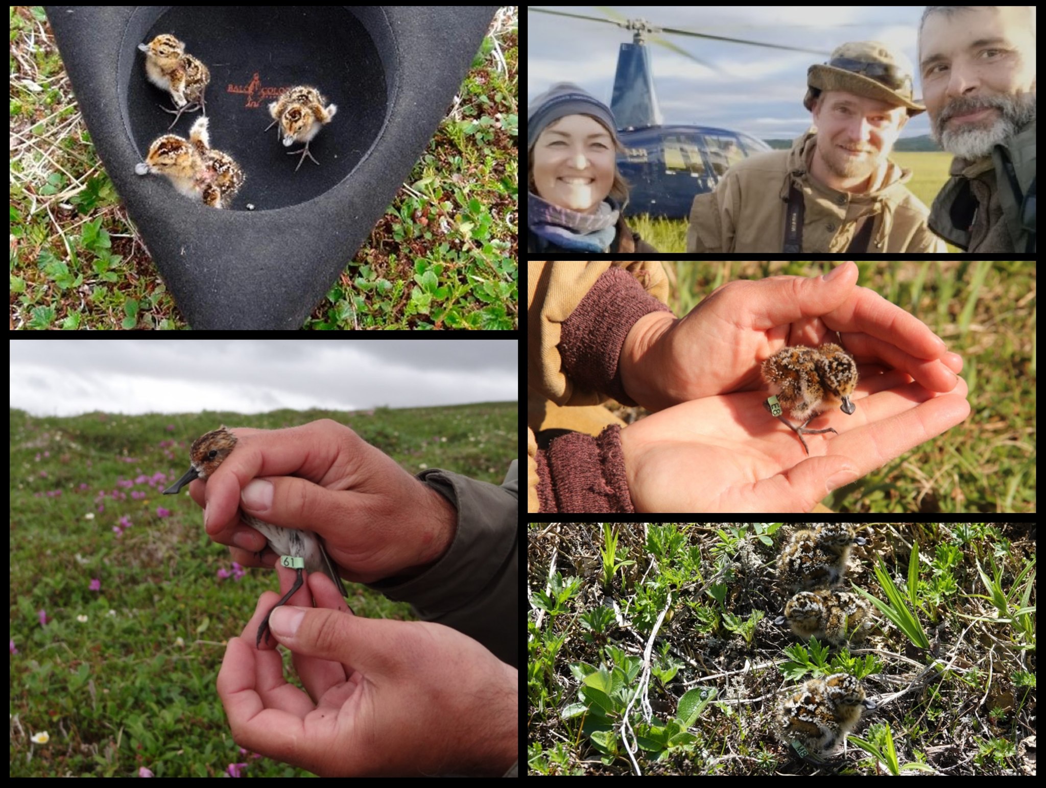 Spoon-billed Sandpiper Task Force