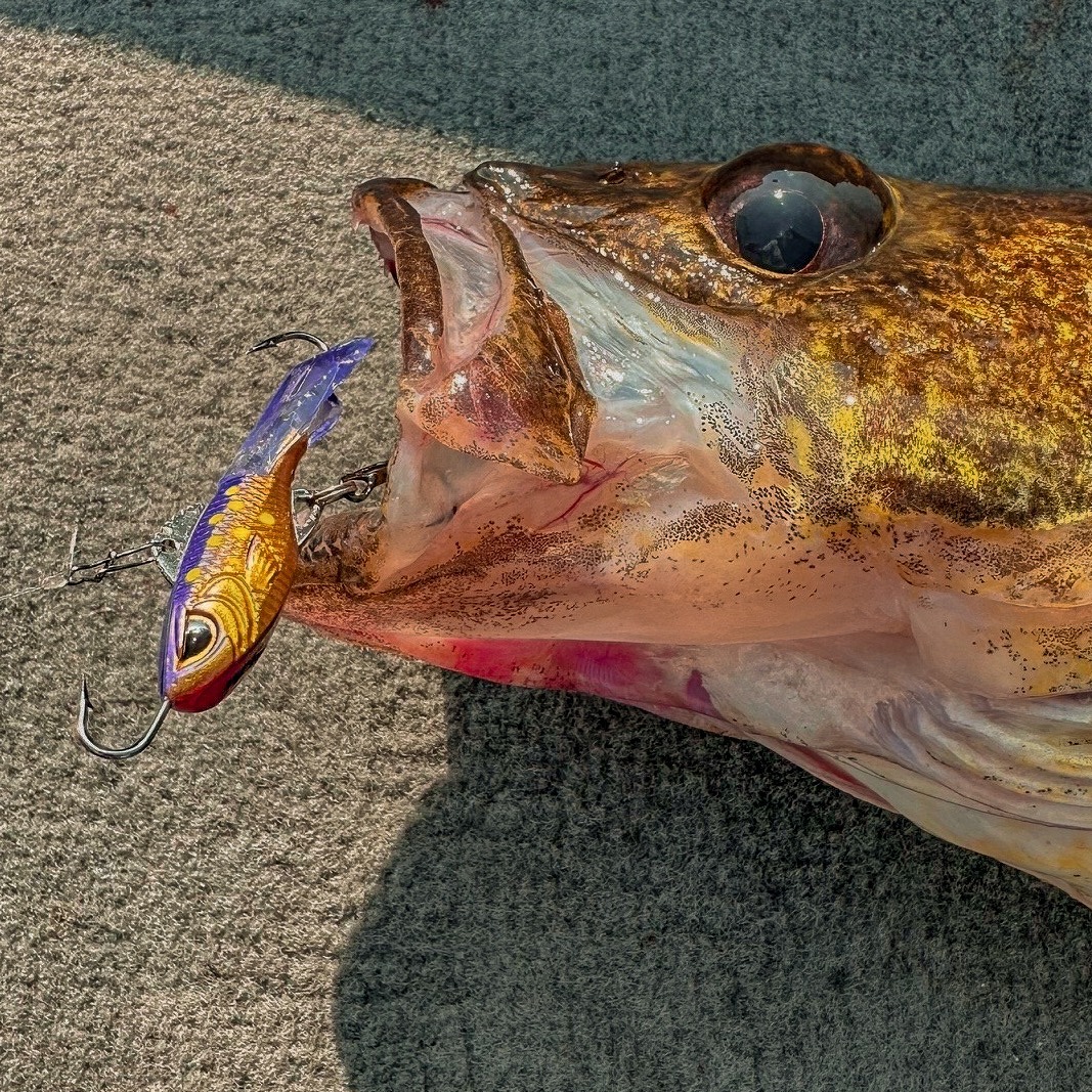 ACME - Unforgiven... this colors been putting fish in the boat and on ...