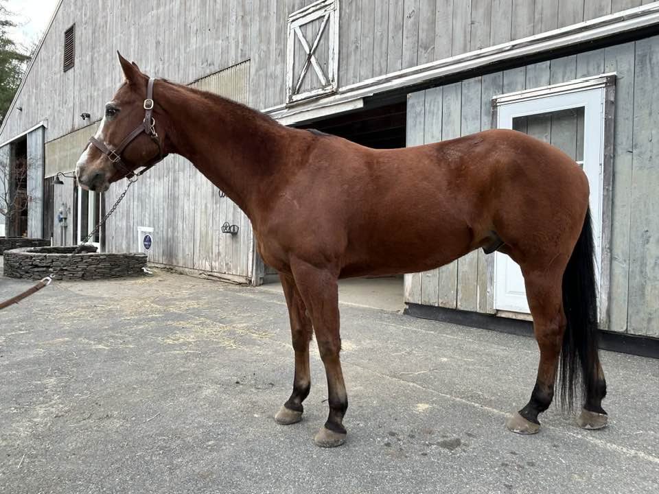 Spring Tide Farm | Boxford MA