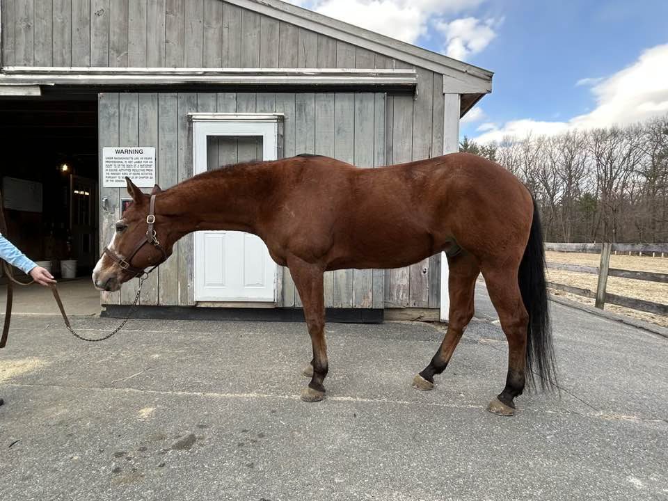 Spring Tide Farm | Boxford MA