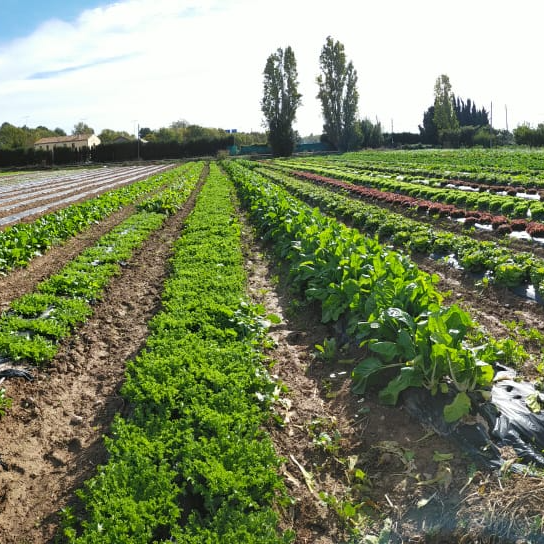 Us presentem la verdura eco que... - El Rusc d'Aguilar