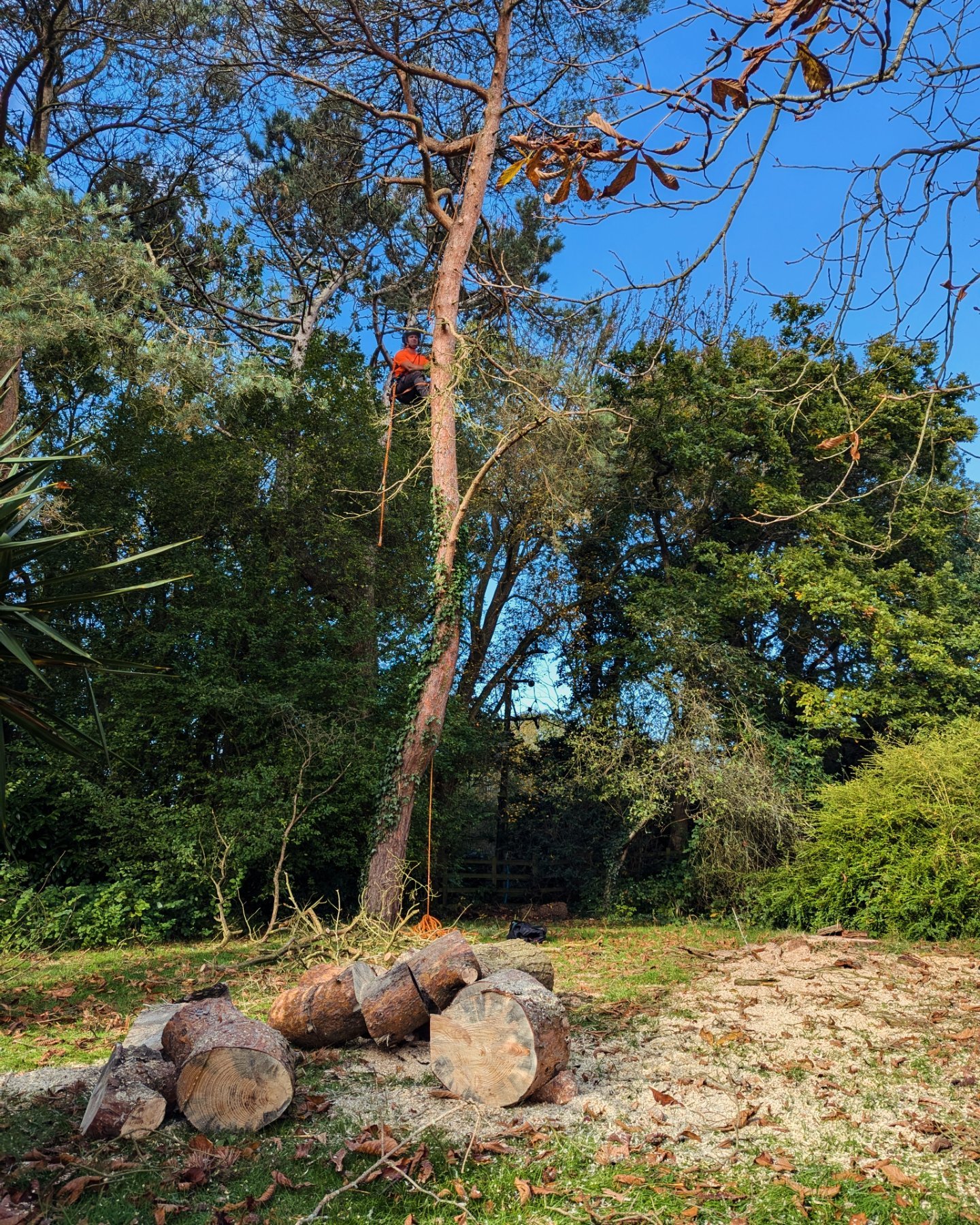 The Kent Tree Company