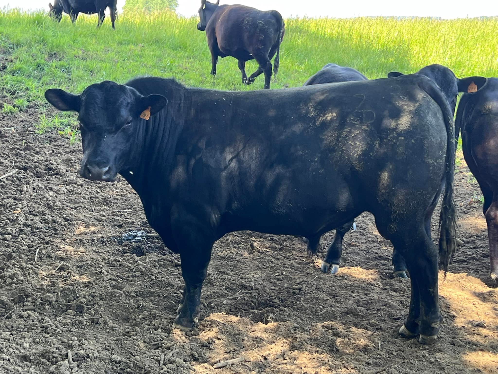 2 Rivers Cattle Company LLC