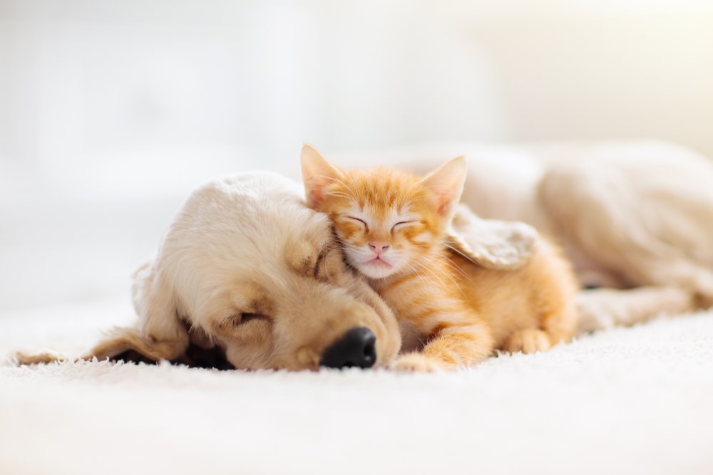 Pets Core
