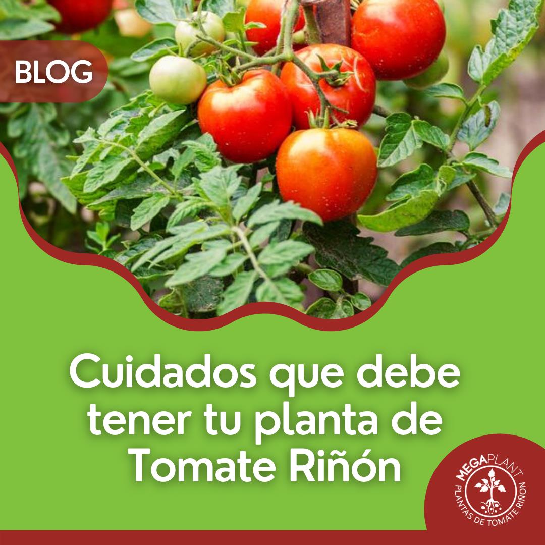 Megaplantec - #BLOG En Megaplant te enseñamos los cuidados...