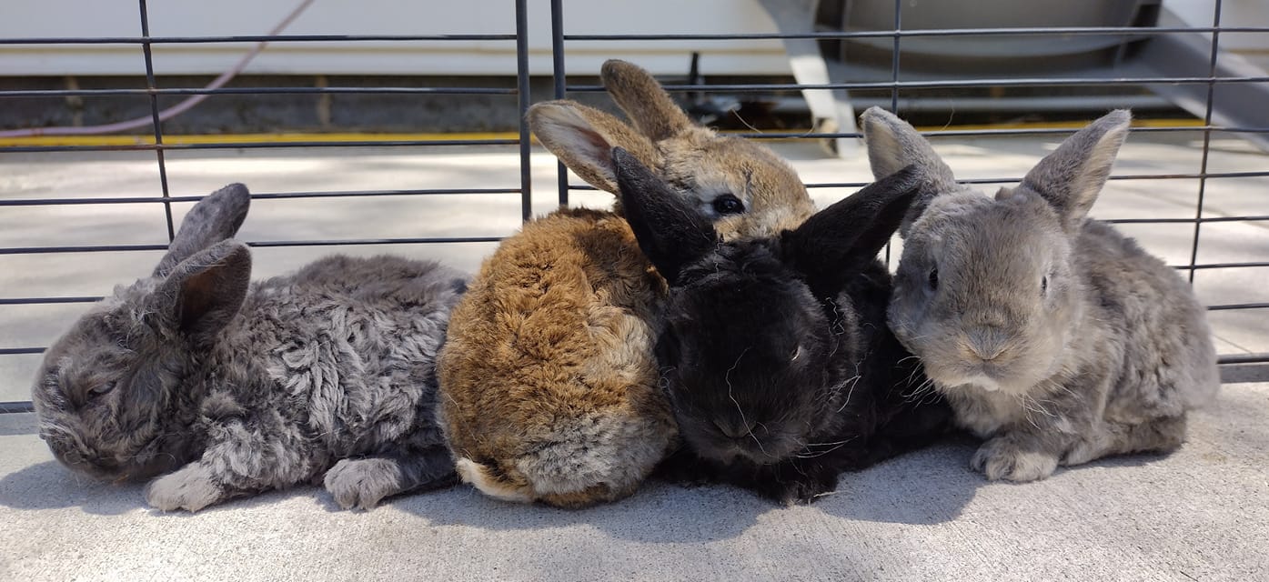 Rabbits & Rabbit Directories | Let's welcome our new members | Facebook