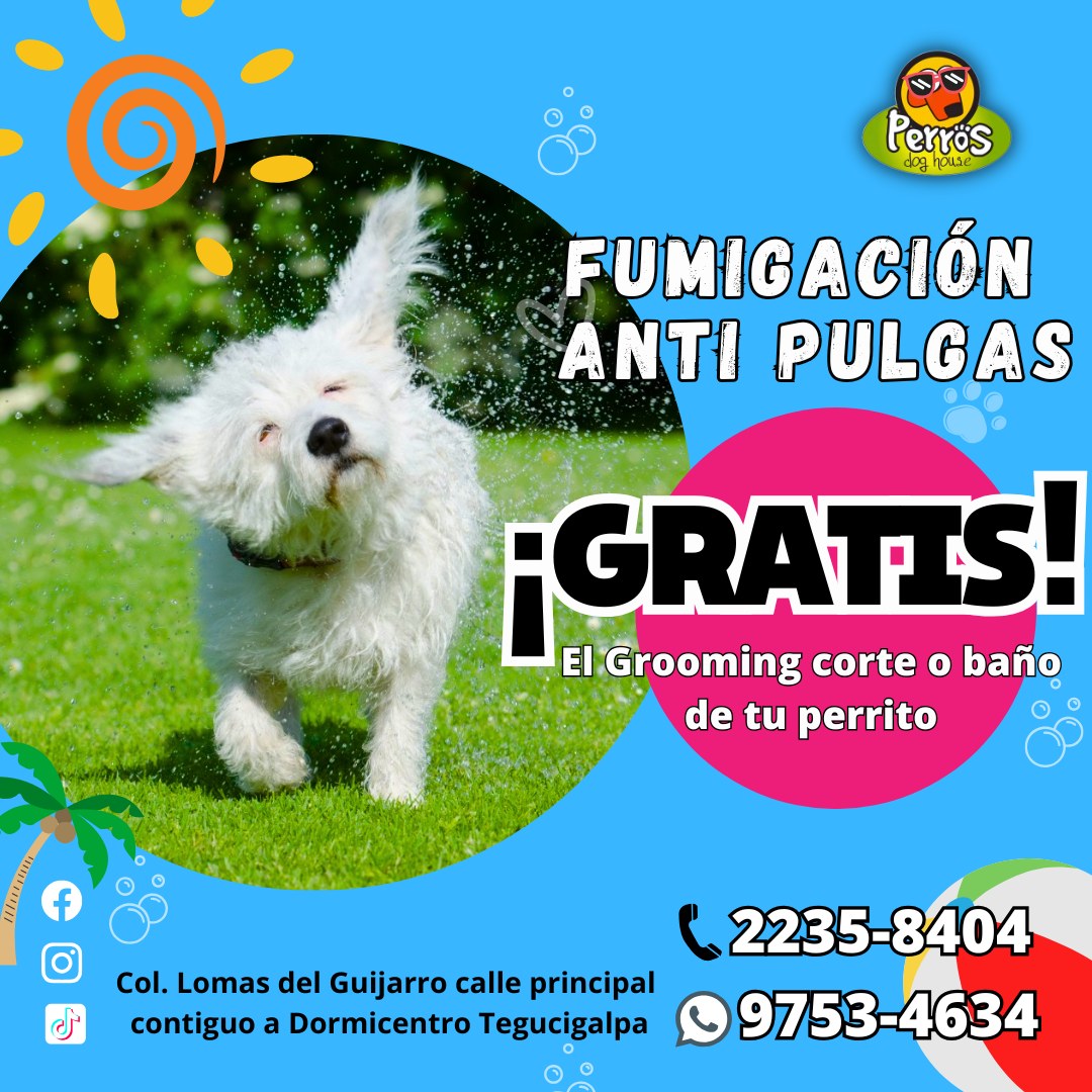 Perros - ¡CALOR! 🥵 𝐓𝐞𝐦𝐩𝐨𝐫𝐚𝐝𝐚 𝐃𝐄 𝐏𝐔𝐋𝐆𝐀𝐒 𝐘 𝐆𝐀𝐑𝐑𝐀𝐏𝐀𝐓𝐀𝐒 ☀️ 😰🐶 Recibe ...