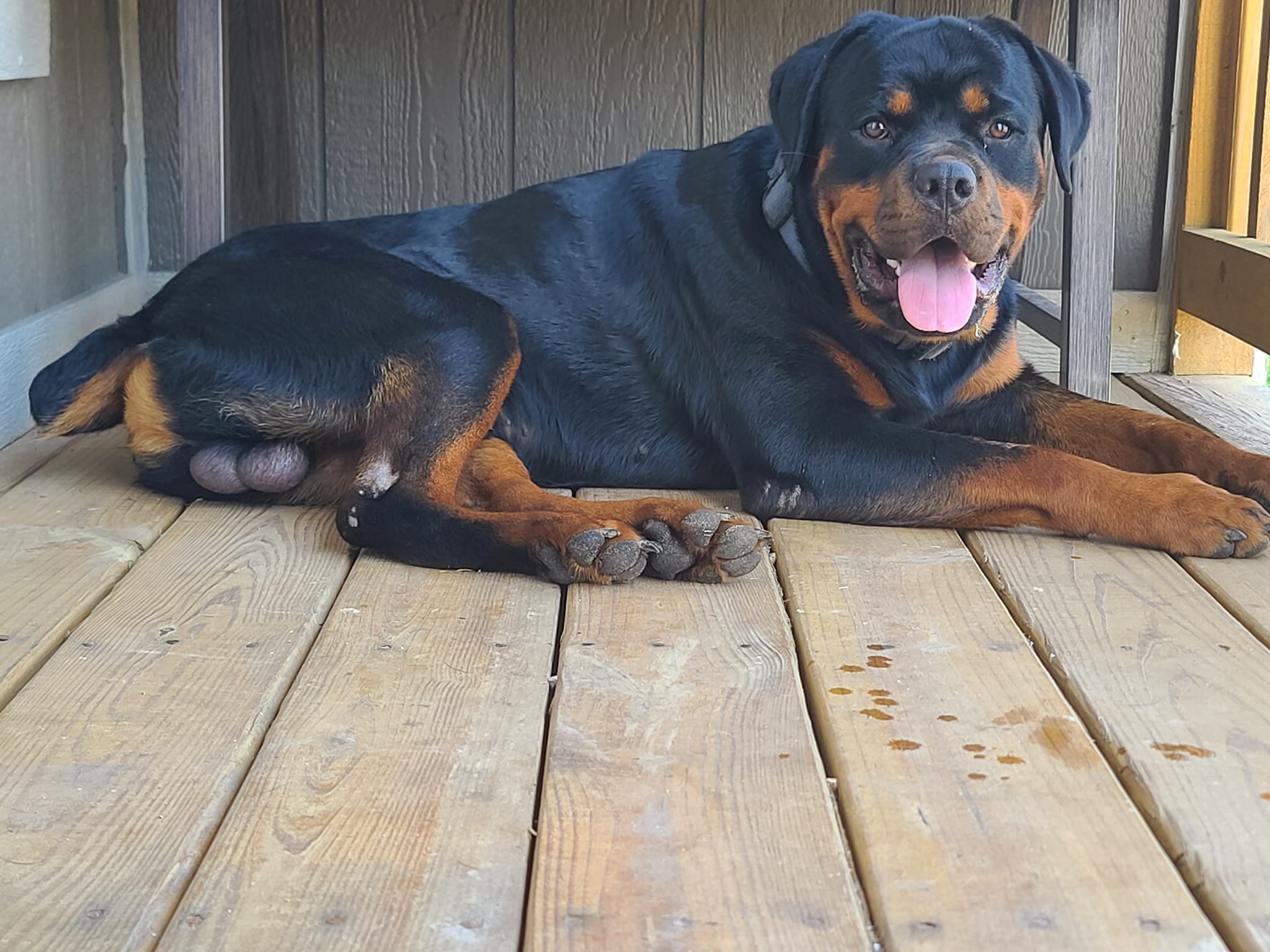 Rock Creek Rotties
