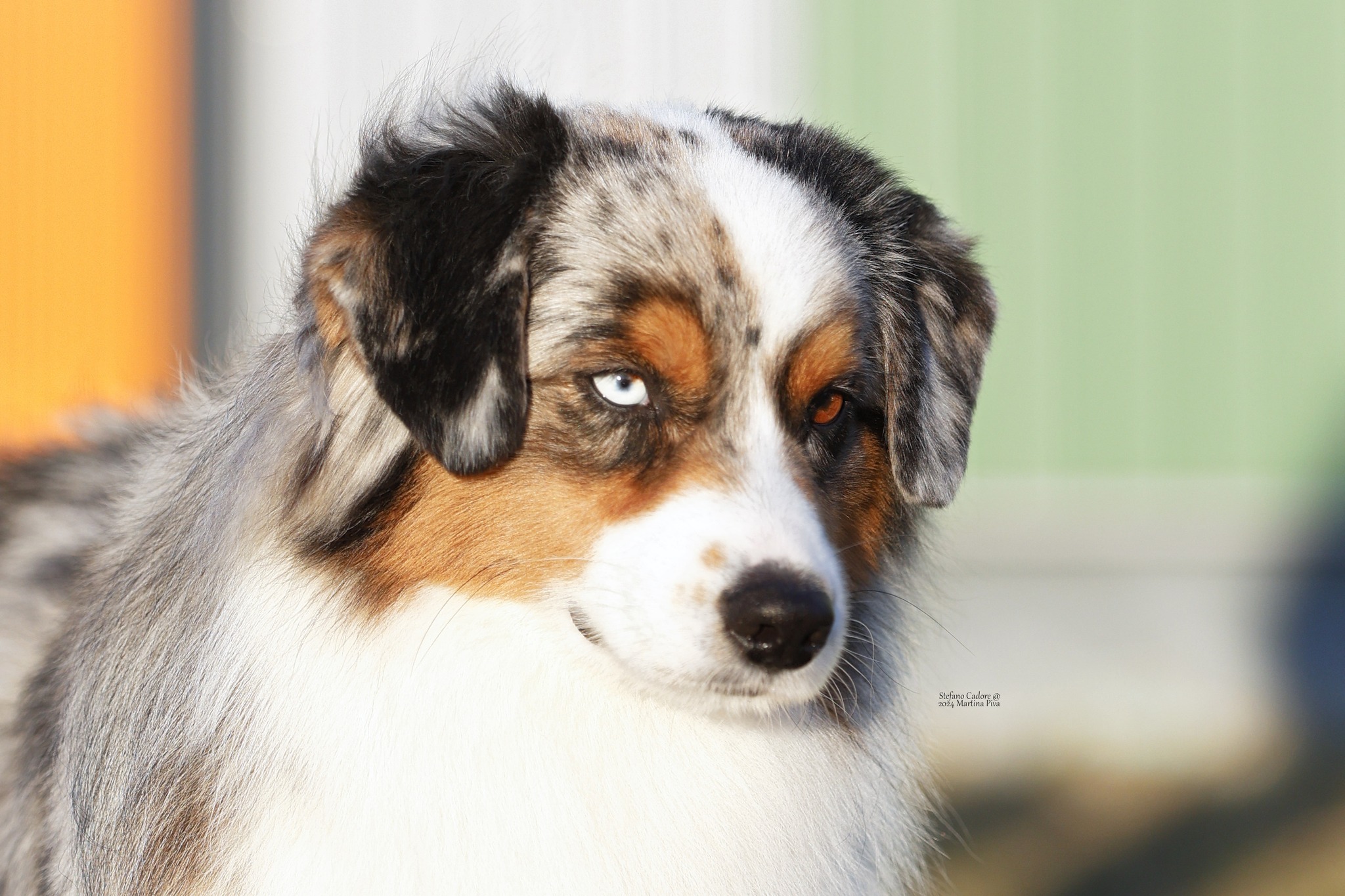 Allevamento... - Allevamento Border Collie 
