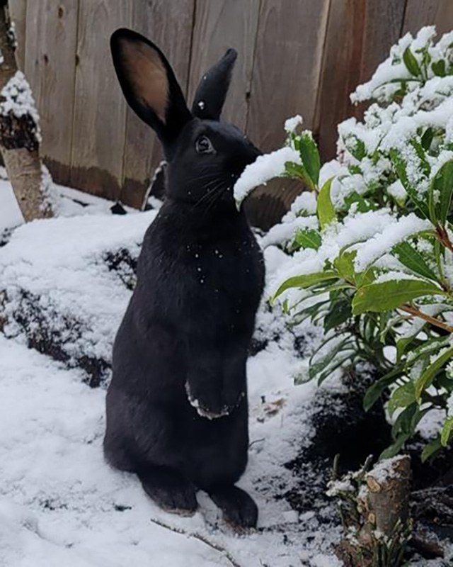 Regional - Fun with a bun! This is Kasper. He's one of several rabbits ...