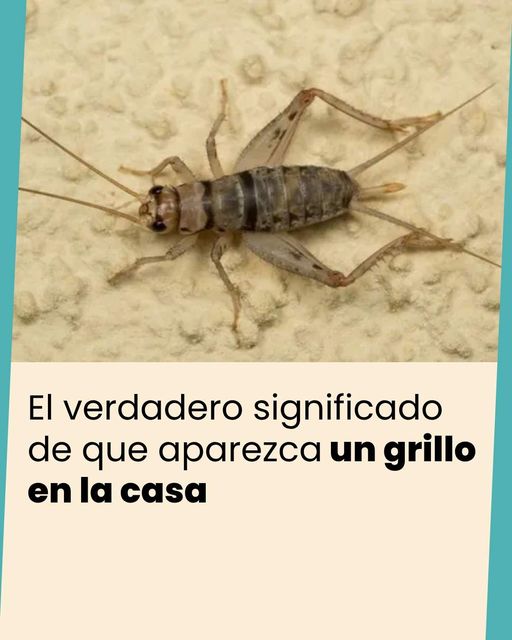 La 100 FM - EL VERDADERO SIGNIFICADO DE QUE APAREZCA UN...