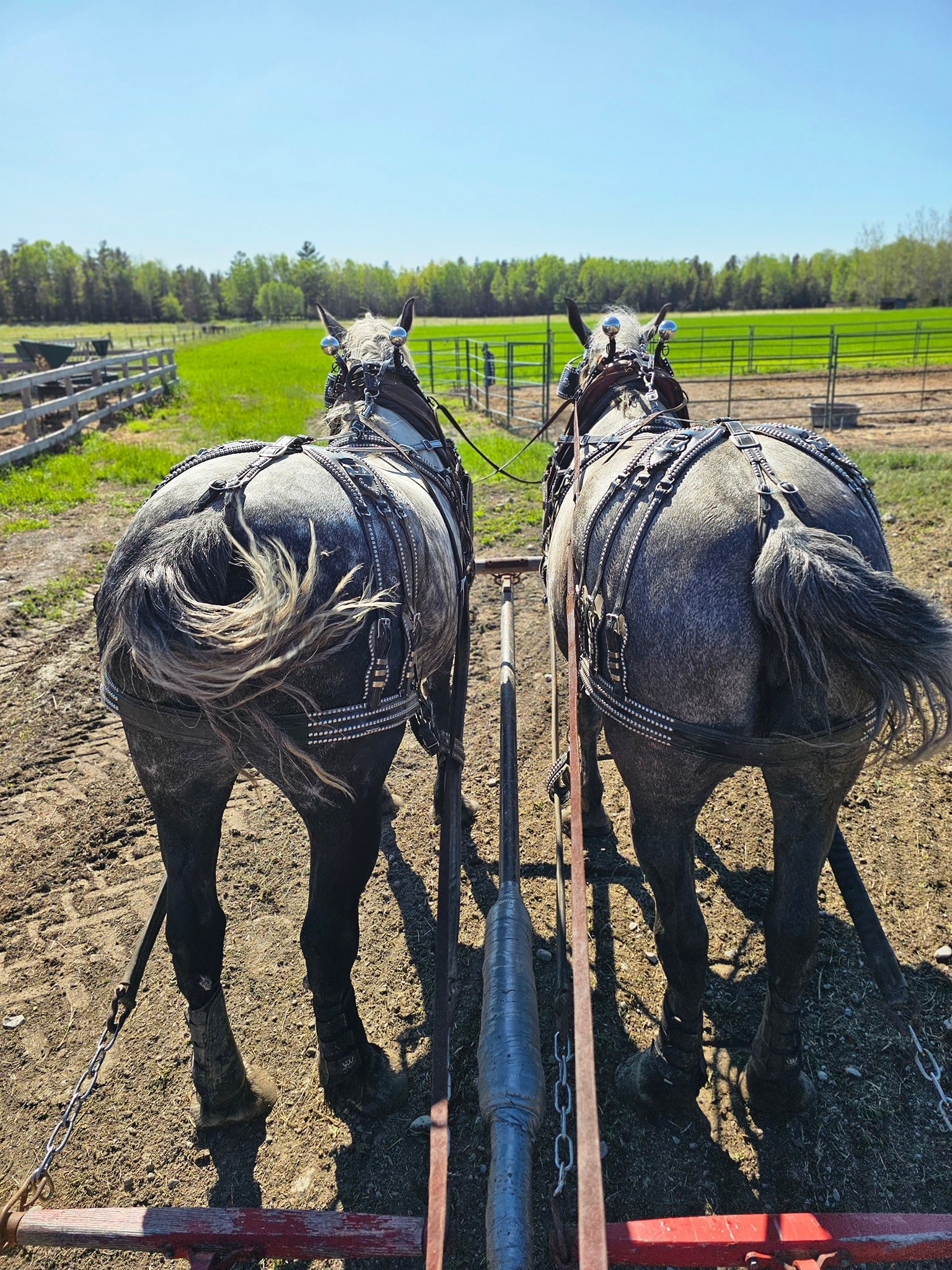 Charland Farms/Hayburner Haven | New Liskeard ON