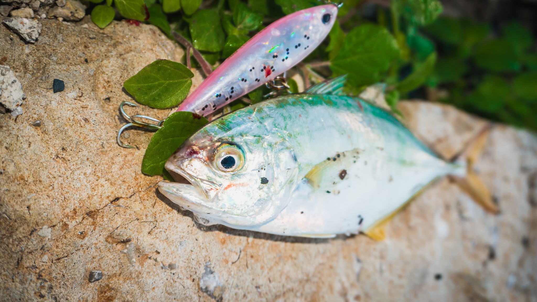 Lured Fishing