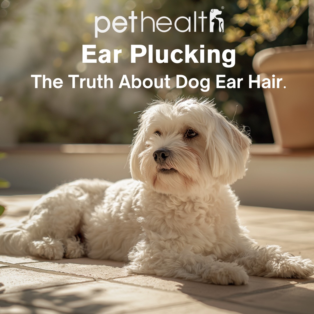 Illustration of Meditative Dog Ear Plucking For Nervous Pets