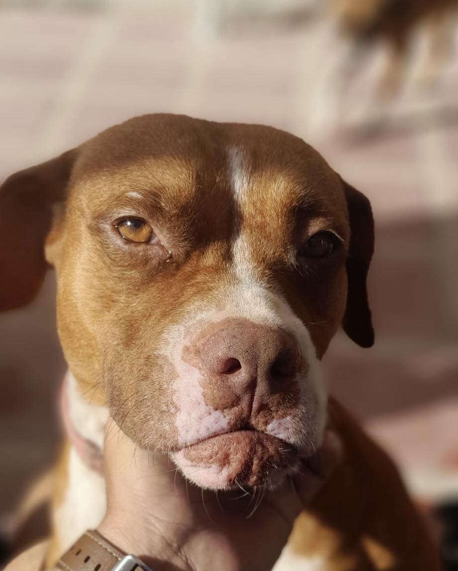 Sociedad - ️🐾 Adopta a kiara, es la perrita que se encontraba ...