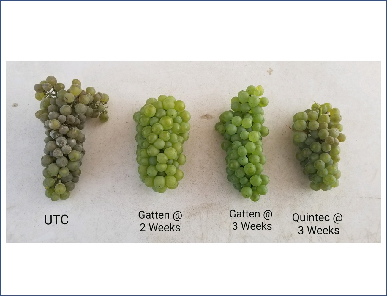 Nichino America - Gatten fungicide is the new standard...