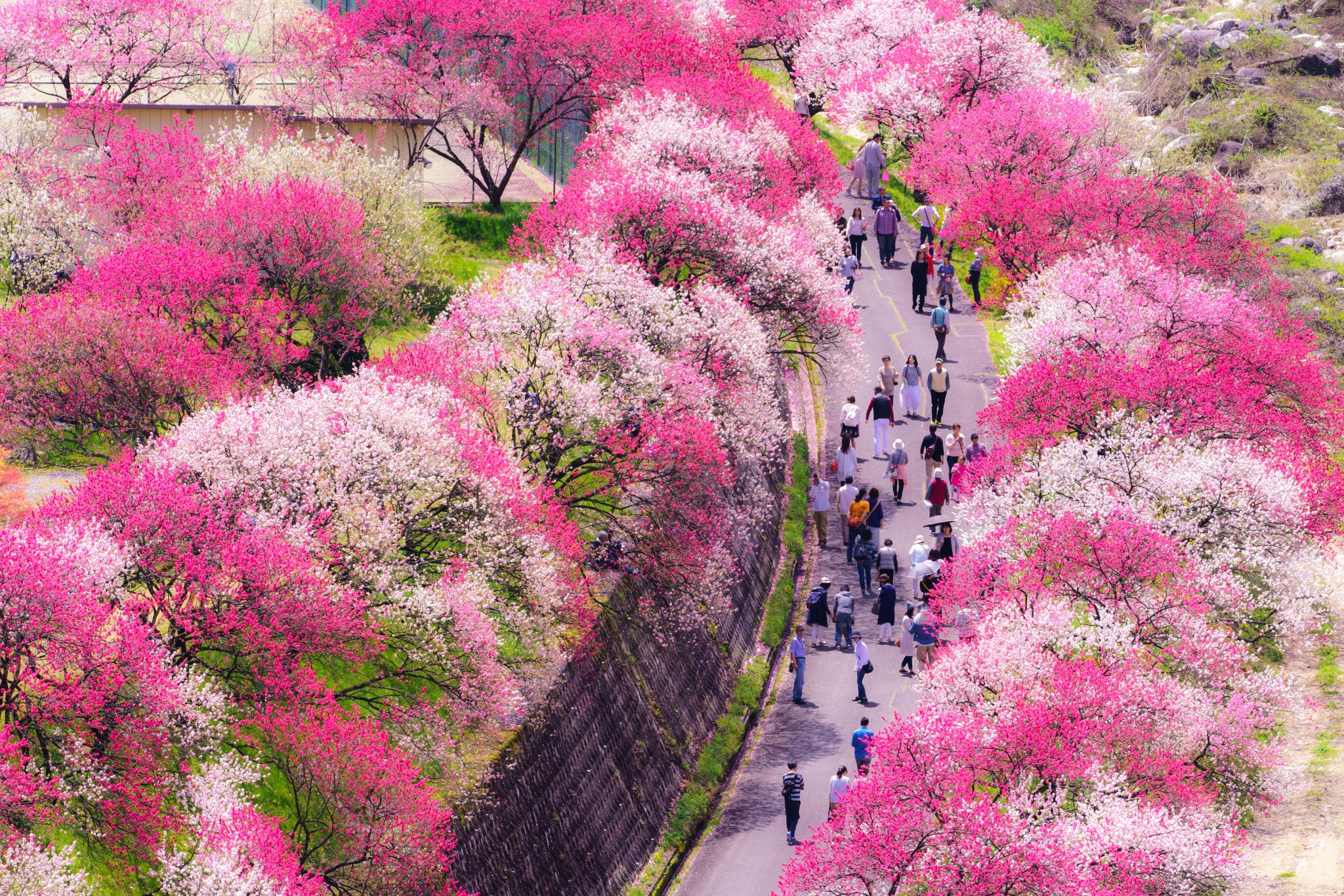 📍Hanamomo no Sato (Peach Blossom Village) Nagano Prefecture.