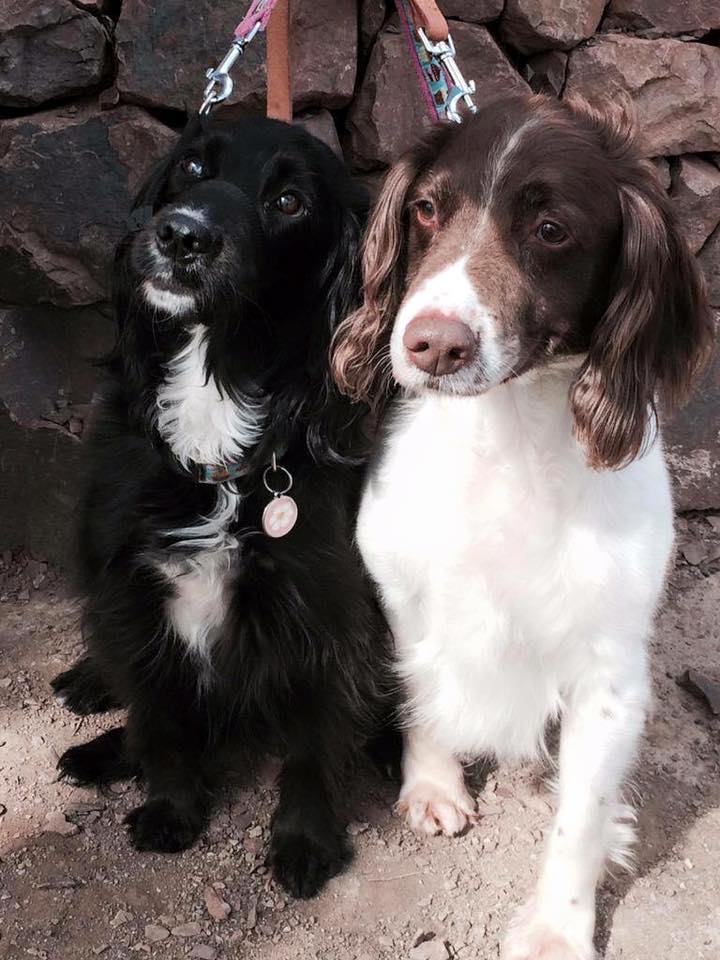 HAPPY EVER AFTER... We... - Springer Rescue for Scotland