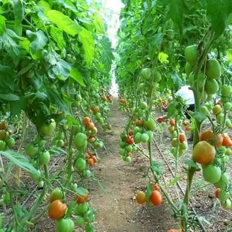 GENERAL AGRICULTURE KENYA | 🦆 Could duck farming be Kenya’s next ...