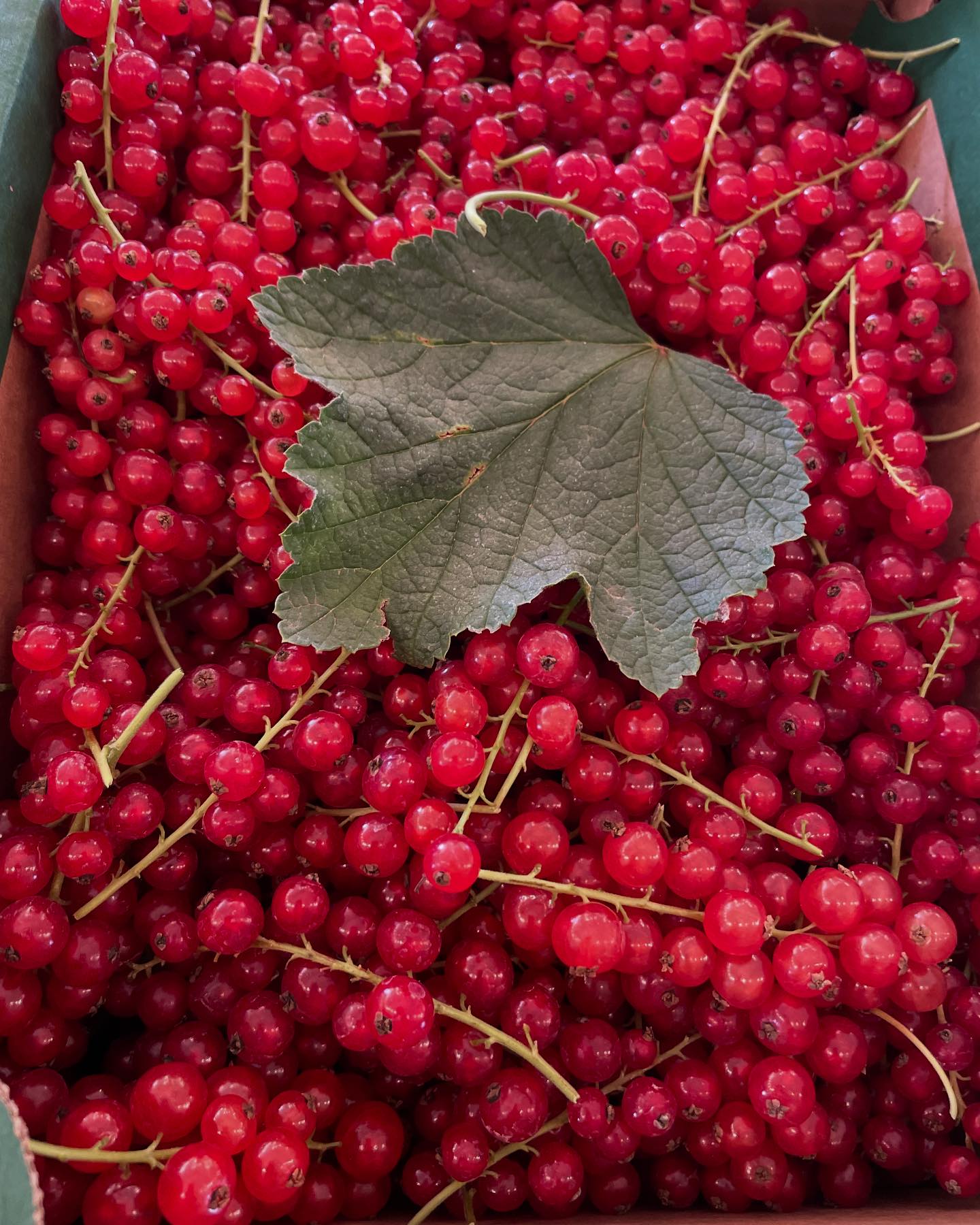 Silver - Beautiful local Red Currants $4 half pint $18 4pk box | Facebook