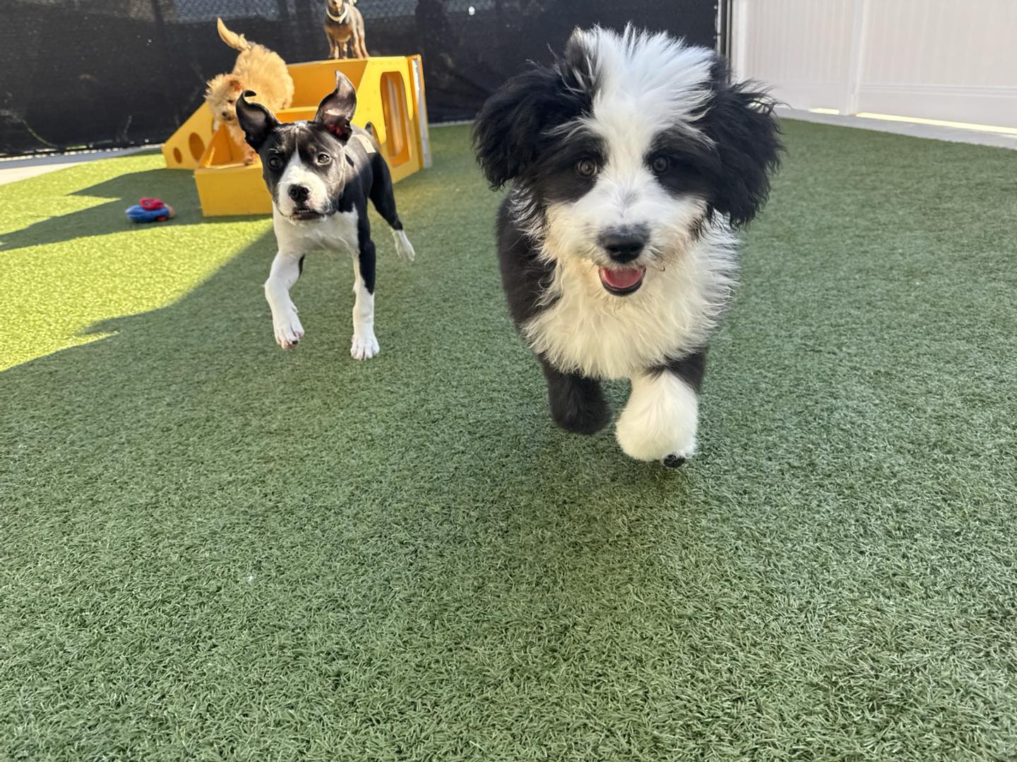 PetSuites Spring Rayford | Spring TX